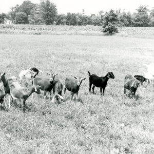 07_15_1975_Harry_White_goats_website-875