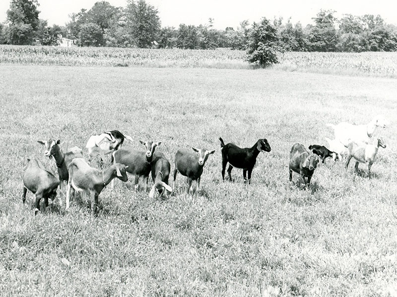 July 15, 1975
Harry White goats
Photo ID#: A437