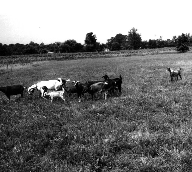 July 15, 1975
Harry White goats
Photo ID#: A438