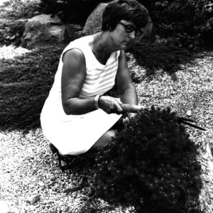 07_15_1975_Mrs._Jane_Metzger_pruning_an_evergreen_in_Japanese_rock_garden__3_website-2774