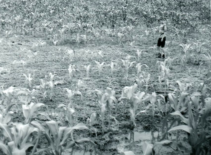 July 16, 1972
No-till frost
Photo ID#: A616