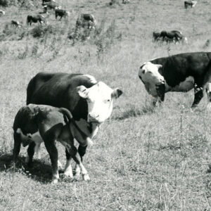 07_21_1970_A_100_beef_cow_calf_enterprise_at_the_Ralph_Winters_Farm_____a_large_acreage_2_permanent_pastures_website-880