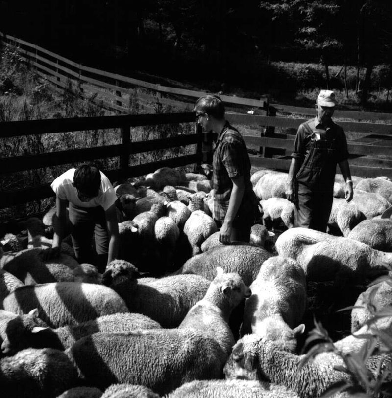 July 21, 1970
Ralph Winters Farm
Photo ID#: A442