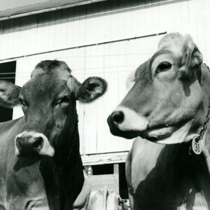 07_22_1970_Brown_Swiss_cattle._Dale_Broeske_Farm_website-882