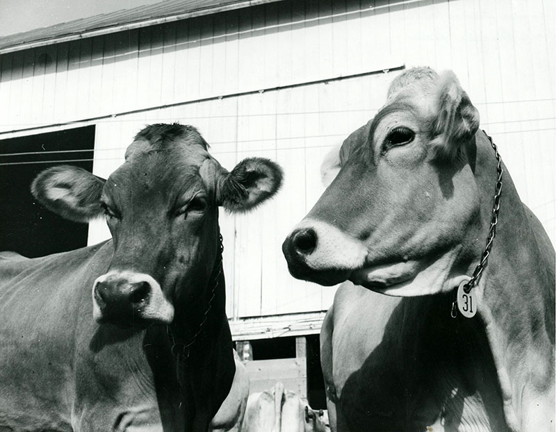 July 22, 1970
Dale Broeske Farm-Brown Swiss Cattle
Photo ID#: A443