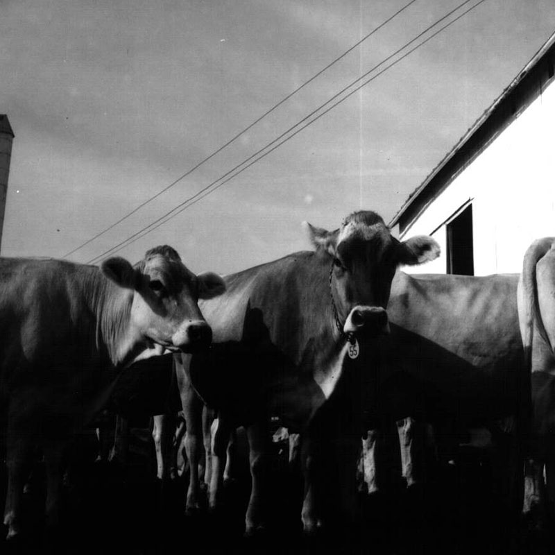 July 22, 1970
Dale Broeske Farm-Brown Swiss Cattle
Photo ID#: A444