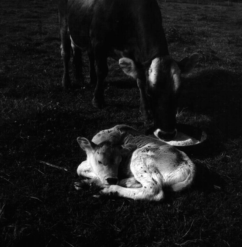 July 20, 1970
Dale Broeske Farm
Photo ID#: A445