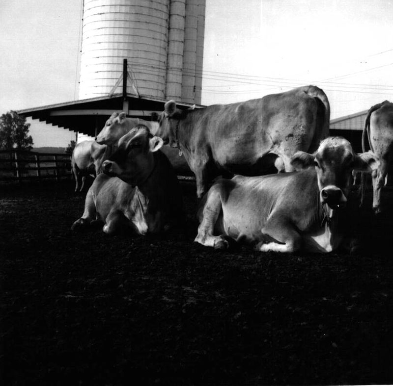 July 22, 1970
Dale Broeske Farm
Photo ID#: A449