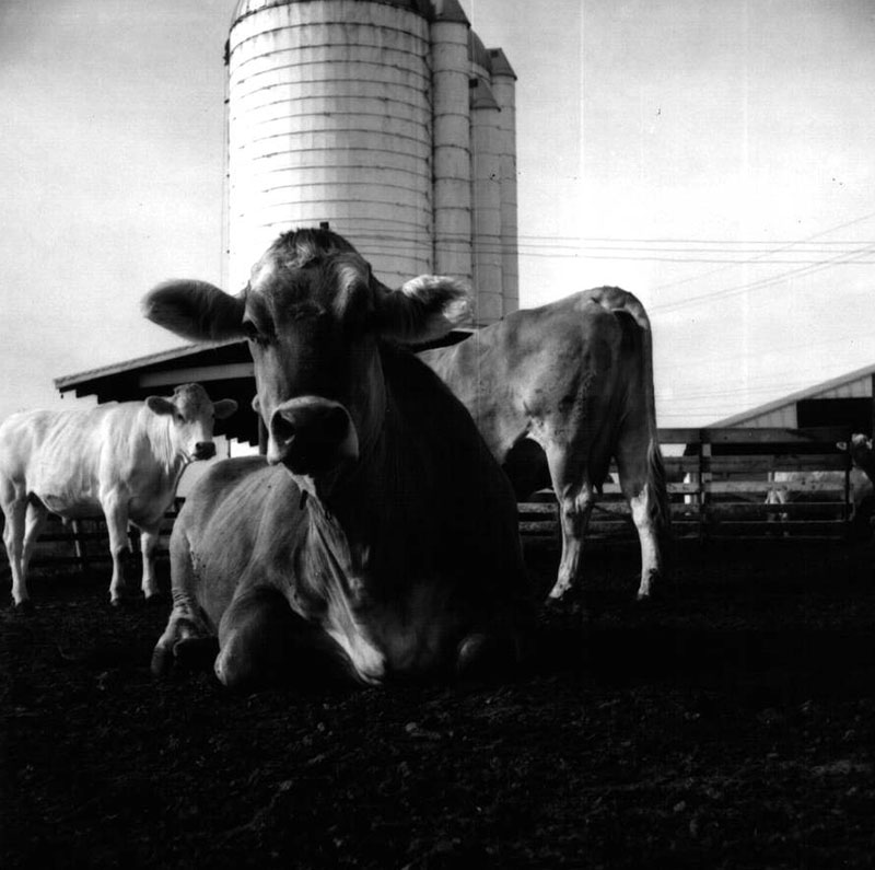 July 22, 1970
Dale Broeske Farm
Photo ID#: A450