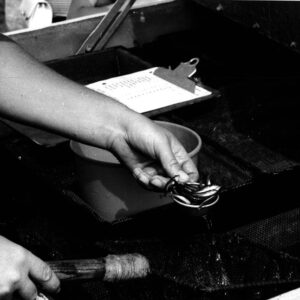 07_23_1971_Large_Mouth_Black_Bass_fish_delivery_from_the_U.S._Fish_and_Wildlife_Service_website-3789