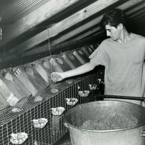 07_24_1970_John_Ramsey_Mink_Farm._Feeding_the_mink_website-894