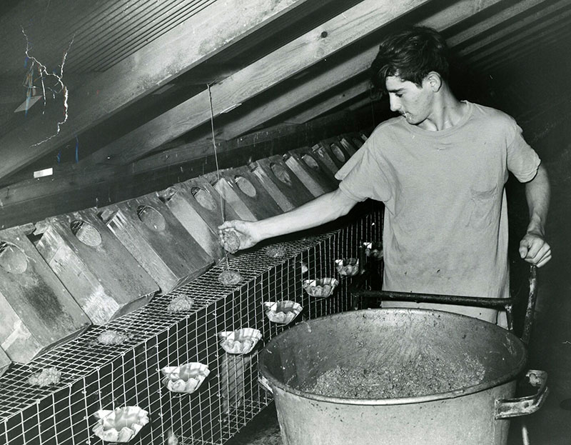 July 24, 1970
John Ramsey mink farm near Lexington, Ohio. Feeding the mink.
Photo ID#: A454