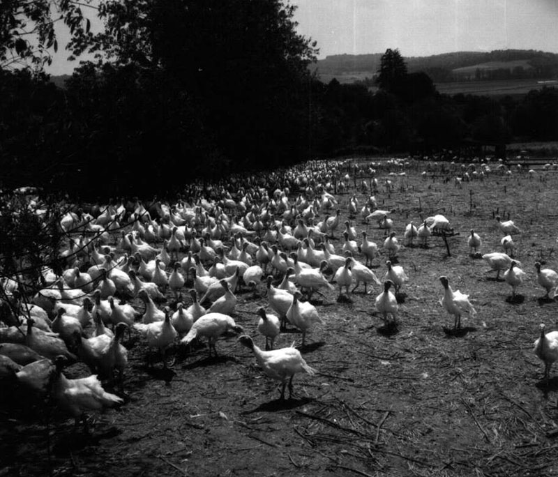 July 24, 1970
Turkeys
Photo ID#: A457