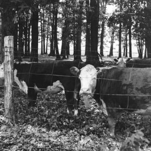 07_25_1966_Cattle_in_woods._U.S._50__20_miles_from_W.VA_state_line_website-3862