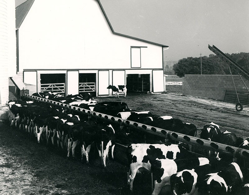 July 26, 1963
Freeman Swank Farm, R.D. #3, Bellville, Ohio
Photo ID#: A460