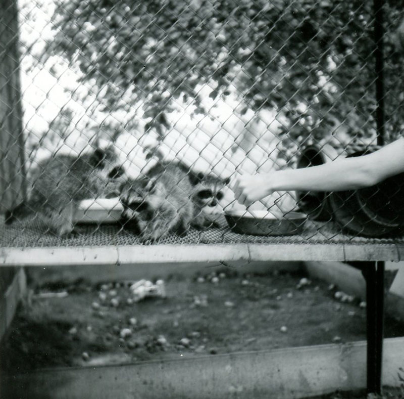 July 27, 1972
J. Scherer Farm
Photo ID#: S658