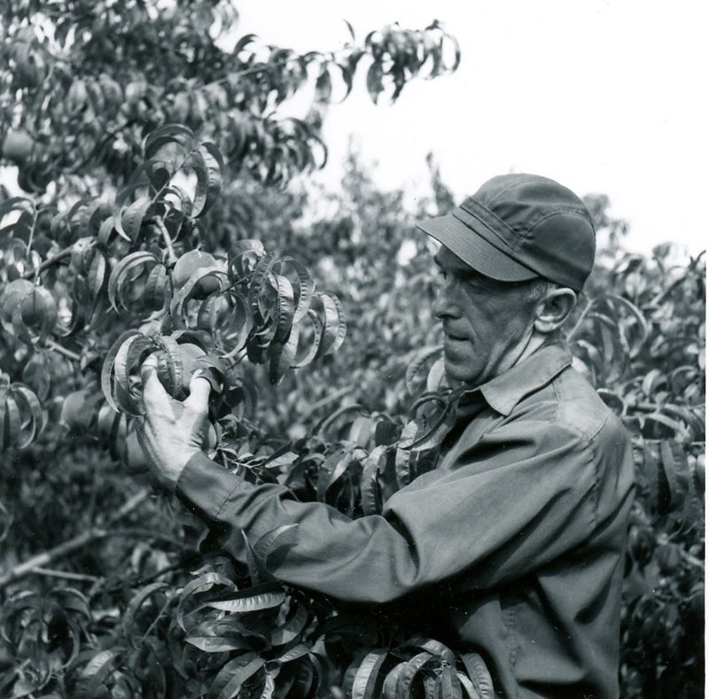 July 28, 1970
Bryan Garber at the Garber Fruit Farm
Photo ID#: A654