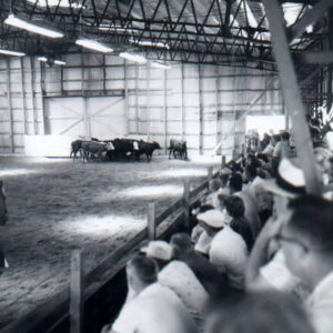 07_30_1963_Beef_Judging_website-3347