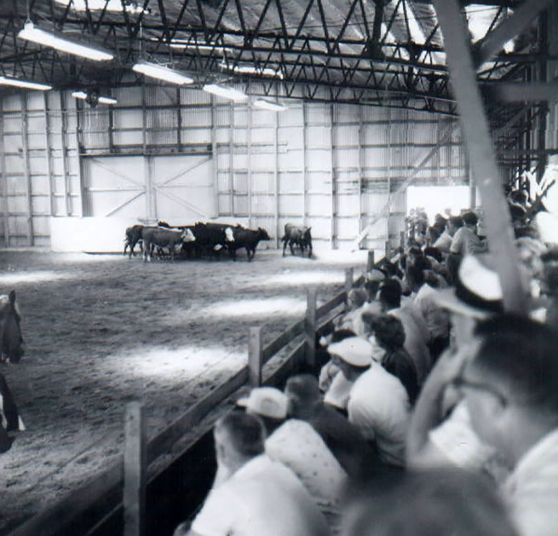 July 30, 1963
Beef Judging
Photo ID#: RSWCD184