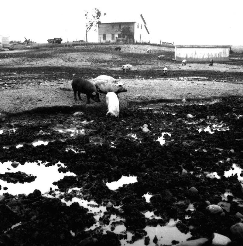 July 31, 1970
Richard Forbes Farm-hogs
Photo ID#: A463