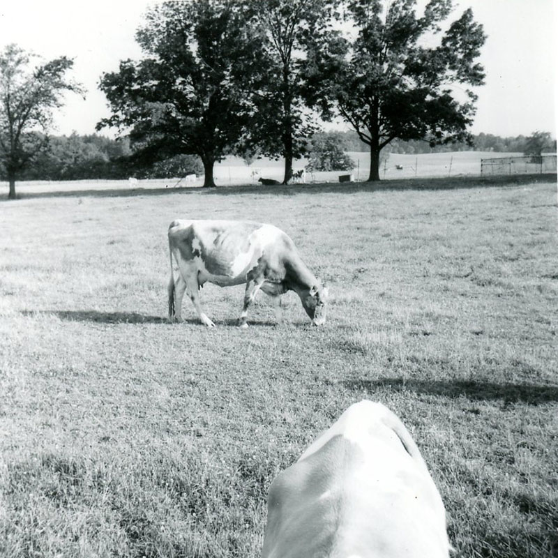 July 7, 1972
Raemelton Farm Dairy
Photo ID#: A464