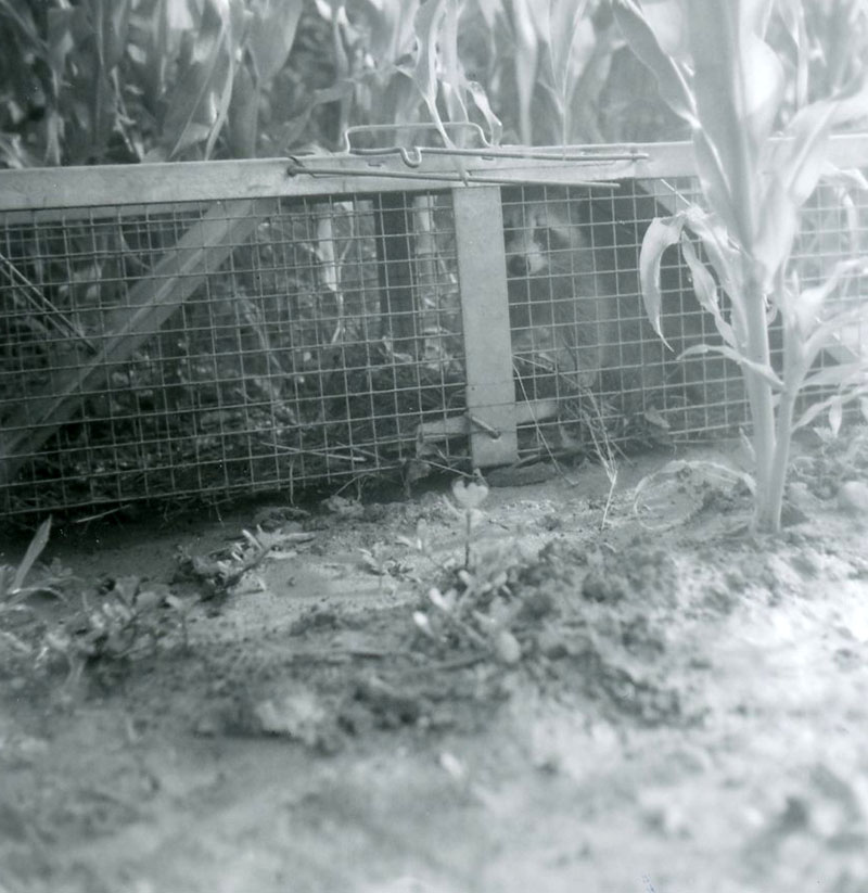 August 4, 1968
Raccoon
Photo ID#: S660