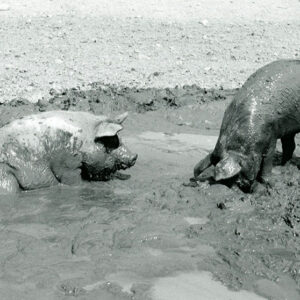 08_06_1970_Happy_hogs_at_Richard_Forbes_Farm_website-907