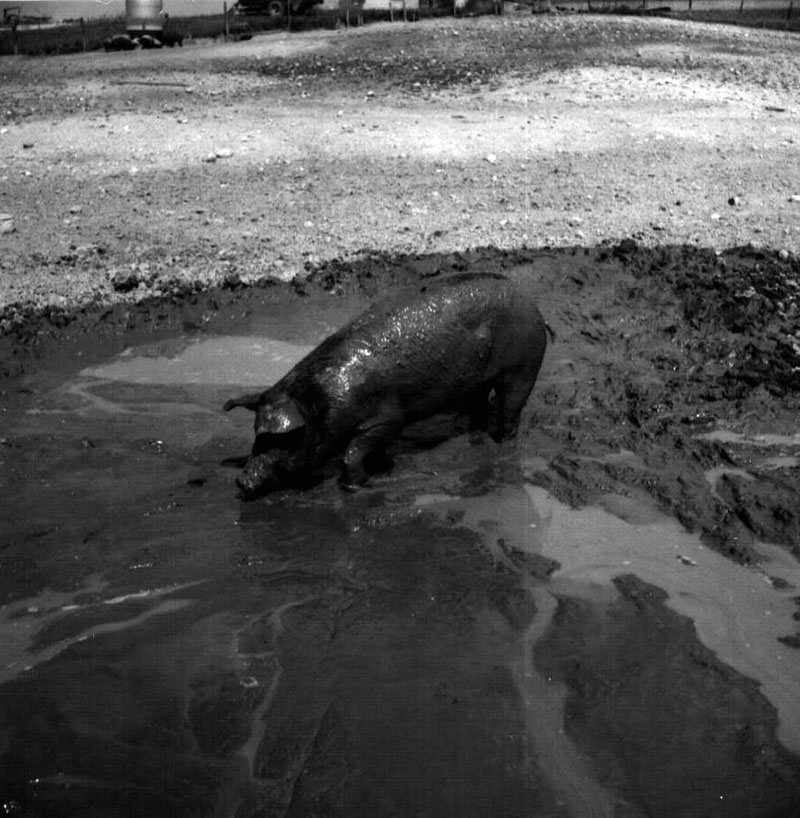 August 6, 1970
Richard Forbes Farm-hog
Photo ID#: A469