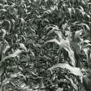 08_06_1981_No_till_corn_in_corn_residue._Excellent_mulch_cover._Kissell_Farms_website-5233