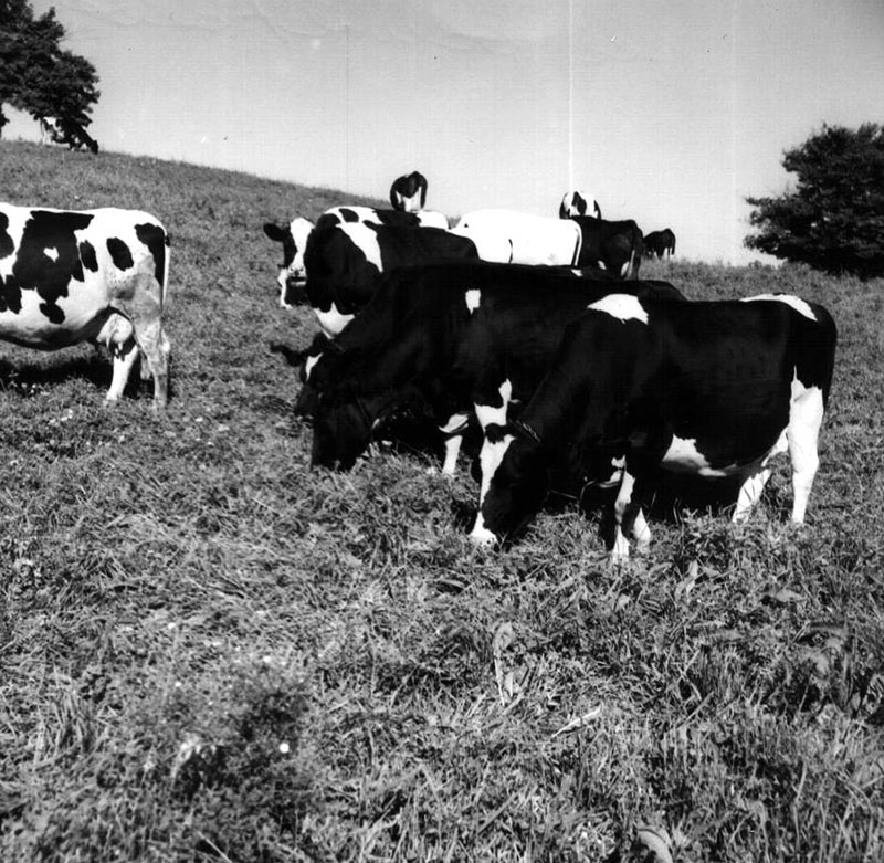 September 8, 1966
Lee Oswalt's Cattle
Photo ID#: A477
 