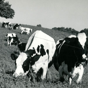 09_08_1966_Lee_Oswalt_s_dairy_cattle_on_alfalfa_grass_pasture_website-931