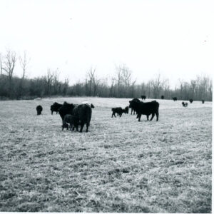 09_19_1976_angus_cow_calf_operation_website-933