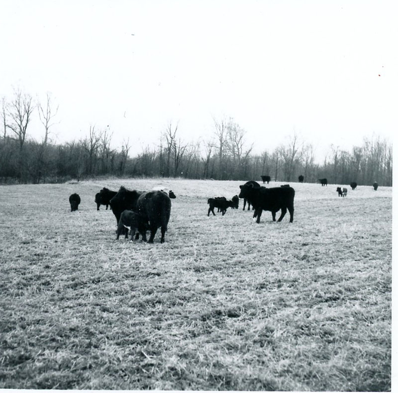 September 19, 1976
Angus cow and calf operation
Photo ID#: A480