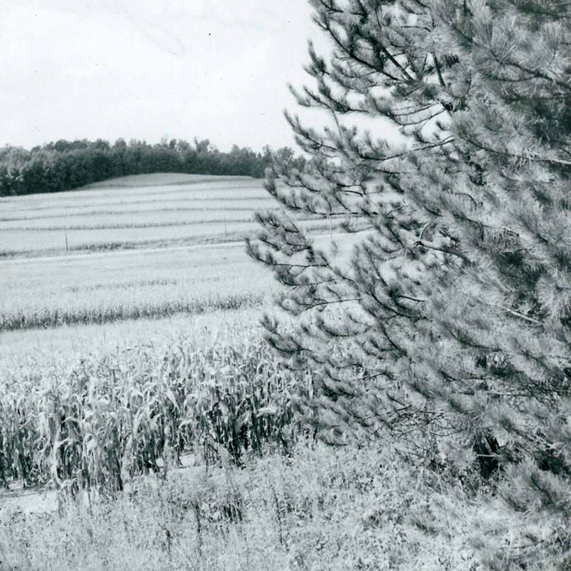 September 21, 1971
R. McConkie Farm
Photo ID#: A1052