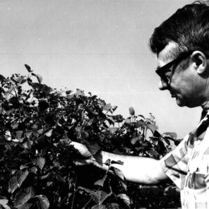 09_23_1970_Deming_Seymore_with_Arrowood_Virburnum_at_the_Farm_Science_Review_website-4532