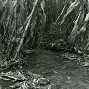 10_00_1978_Residue_cover_in_continuous_no_till_corn__Knox_Co__Note_sediment_build_up_in_foreground_from_farm_path_near_a_hard_surfaced_road_website___Copy-1193