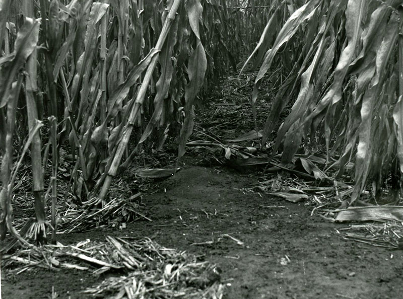 October 1978
Residue cover in continuous no-till corn (Knox Co.)
Sediment build-up in foreground from farm path near a hard surfaced road
Photo ID#: A626