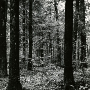 10_06_1937_Virgin_Hardwoods_on_Clarmont_silt_loam_soil._Jennings_County__Indiana_website-3907