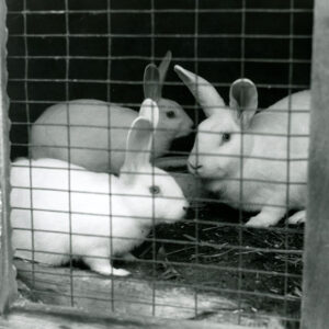 10_07_1972_Domestic_rabbitts_shown_at_the_Bob_Jackson_Farm_in_Ashland_Co_website-944