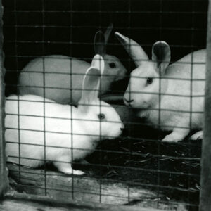 10_07_1972__Ashland_County_Tour._Domestic_rabbitts_shown_at_the_Bob_Jackson_Farm_in_Ashland_county_website-938