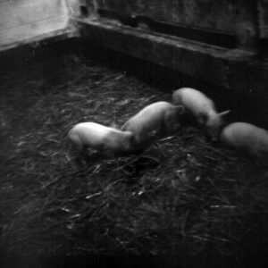 10_07_1973_Ed_Hiler_Farm_Ashland_County_Agriculture_Tour__1_website-945