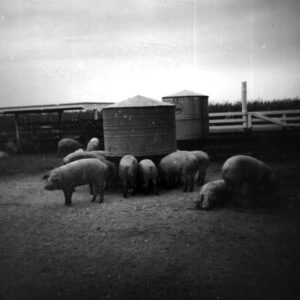 10_07_1973_Ed_Hiler_Farm_Ashland_County_Agriculture_Tour__2_website-946