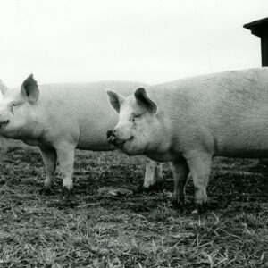10_16_1972_Eckert_on_DIY_tour._Feeder_hogs_shown_at_the_Paul_Eckert_Farm_website-950
