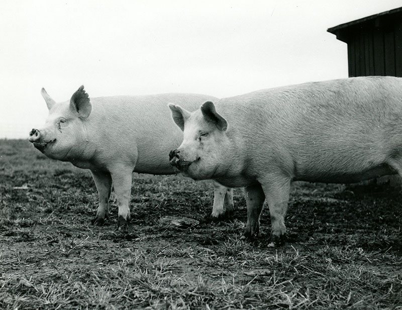 October 16, 1972
Eckert on Drive-It-Yourself-Tour
Feeder Hogs at the Paul Eckert Farm
Photo ID#: A494
