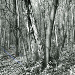 10_22_1979_Dead_tree_in_Fowler_Woods_Nature_Preserve._butler_Twp._website-5357