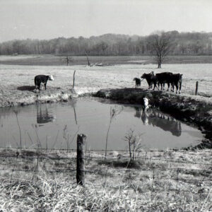 10_26_1963_Junction_SR_568___146_improper_pond_management_cattle_in_pond_website-959