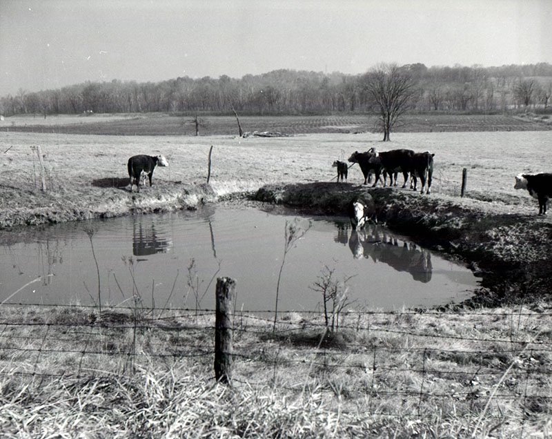 October 26, 1963
Junction SR 568 and 146
Improper pond management
Photo ID#: A499