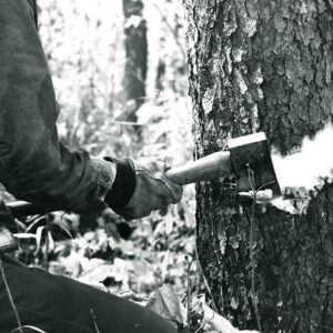 10_26_1974_Tod_Mills_is_shown_as_he_frilled_a_cull_wild_Black_Cherry_in_a_timber_stand_improvement_project_website-3869