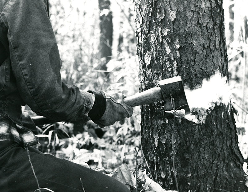 October 26, 1974
Tod Mills is shown as he frilled a cull wild Black Cherry in a timber stand improvement project
Photo ID#: S157