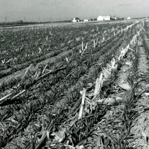 11_00_1977_No_till_barley_at_John_Scherer_Farm_in_Shelby._Ohio_website___Copy-1203